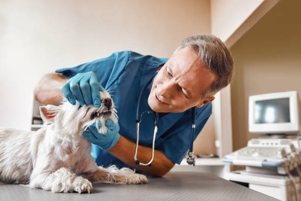 Best Emergency Tooth Extraction in Oak Ridge North, TX